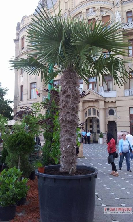 Festivalul florilor ”Timfloralis” a ajuns la ultima zi2 Festivalul florilor ”Timfloralis” a ajuns la ultima zi2