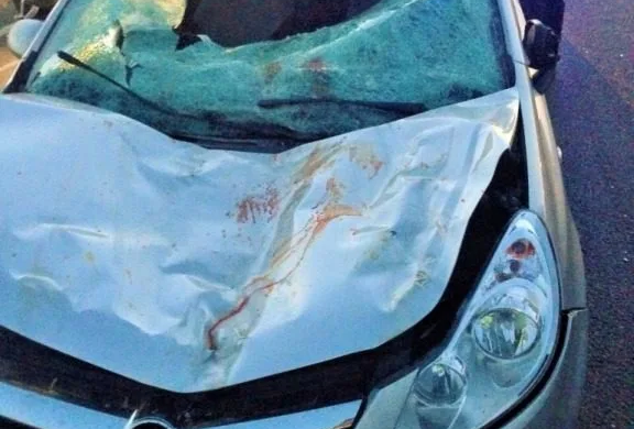 ACCIDENT! Și-a lăsat caii pe marginea DN 6, au pătruns pe șosea, iar o mașină a intrat violent într-un animal FOTO