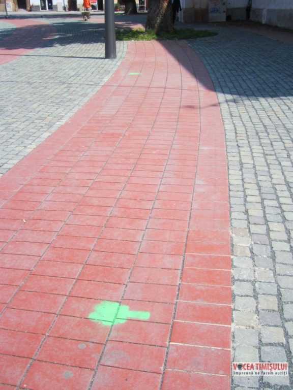 Piața Libertății din Timișoara ”invadată” de copaci3 Piața Libertății din Timișoara ”invadată” de copaci3