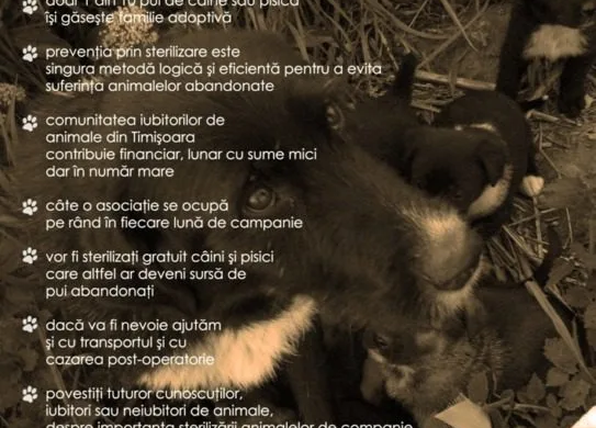 ”5 lei pentru sterilizări GRATUITE”. Timișorenii își unesc ”forțele” de dragul cățeilor