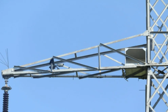 FABULOS! Prima cameră video care transmite dintr-un cuib de șoim dunărean, instalată de Enel aproape de Timișoara