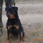 Jandarmii-timișoreni-alături-de-câinii-de-serviciu-în-tabără-la-Giroc-2