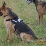 Jandarmii-timișoreni-alături-de-câinii-de-serviciu-în-tabără-la-Giroc-4