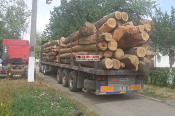 Lemne FURATE cu TIR-ul, în Timiș! Legislația PROASTĂ și ”legăturile” hoților cu statul scot la iveală metodele de furt FOTO