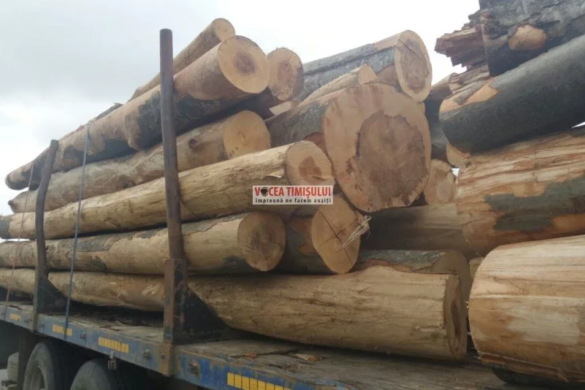 Un bărbat, DEPISTAT cu material lemnos, dar fără documente, în Găvojdia. Sancțiuni SERIOASE acordate de către jandarmi în urma controlului din Piața Mehala
