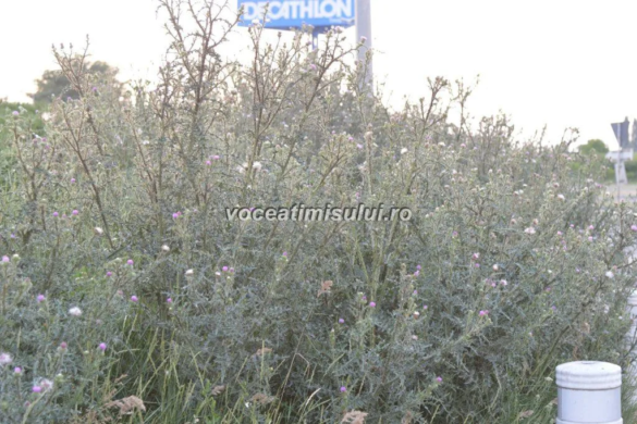 ADIO bălării! Timișoara are contracte pentru toate spațiile verzi! Cine se ocupă de acestea VIDEO