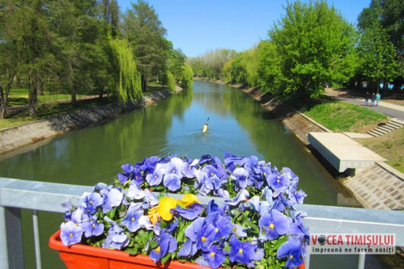 Ajung la Timisoara si o iau RAZNA!? Un spaniol, prins cand rupea flori din jardinierele de pe Podul Miachelangelo