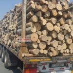transportatorii-ilegali-de-lemn@2