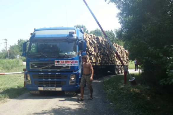 Poliţişti din Timiş, „vânează” transportatorii ilegali de lemn