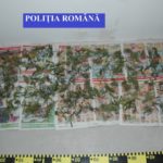 Canabis-și-PISTOALE-descoperite-de-criminaliștii-din-Timișoara-1