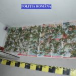 Canabis-și-PISTOALE-descoperite-de-criminaliștii-din-Timișoara-2