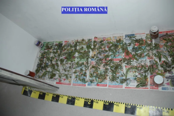 Canabis și PISTOALE, descoperite de ”criminaliștii” din Timișoara la o percheziție FOTO