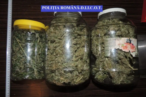 Cantitate URIAȘĂ de cannabis, depistată în urma unei operațiuni a DIICOT Timișoara, efectuată astăzi