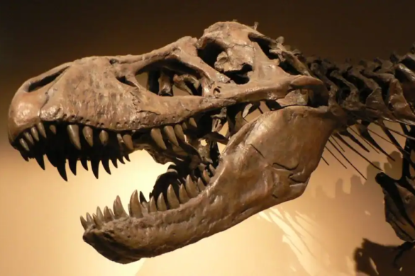Fosile de DINOZAUR, meteoriți și amoniți URIAȘI la Iulius Mall Timișoara
