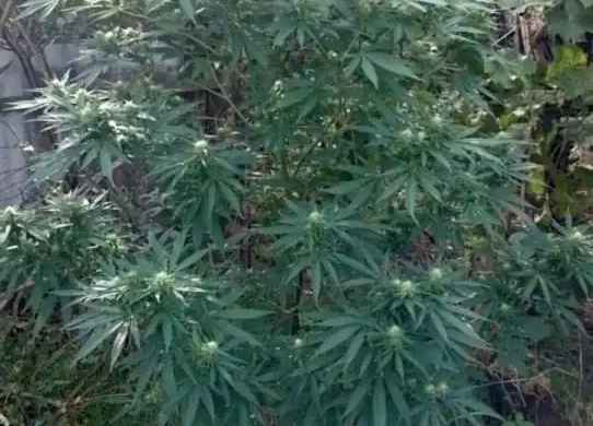 Cantitate ÎNSEMNATĂ de cannabis, descoperită după percheziții efectuate în Periam