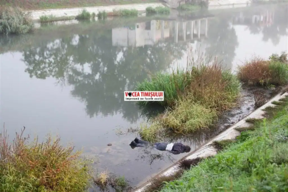 Cadavru plutind pe canalul Bega, în apropierea podului Modoș