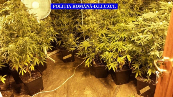 Cannabis 3