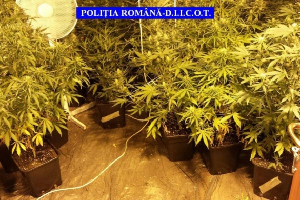 Cannabis în valoare de 60.000 de euro DESCOPERIT după o deschidere DIICOT