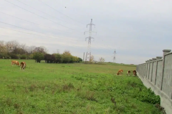Și-au scos oile și vacile la păscut pe un teren unde s-au plantat mii de copaci, la Timișoara