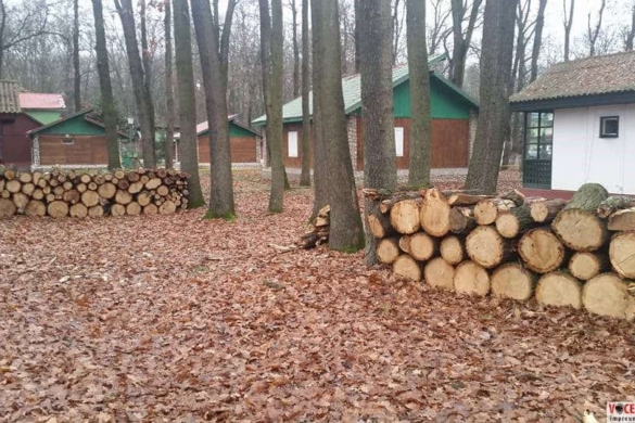 Mai mulți copaci tăiați de la bază în Complexul Turistic „Camping Internaţional” din Timişoara