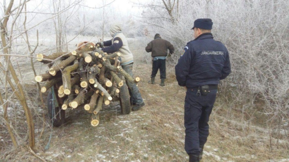 Barbati prinsi in flagrant in timp ce scoteau copaci din radacini in Timis 4 Barbati prinsi in flagrant in timp ce scoteau copaci din radacini in Timis 4