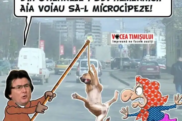 Eutanasierea câinilor fără stăpân din Timișoara, ilegală. Robu dă vina pe PSD