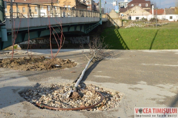 copacii de lângă Parcul Uzinei scoși din rădăcini3 copacii de lângă Parcul Uzinei scoși din rădăcini3