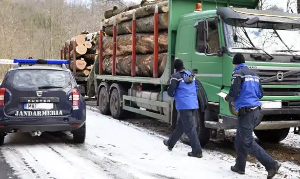 Jandarmeria Română a pus ochii pe hoţii de păduri