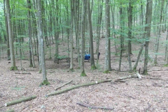 Tăieri ilegale de arbori, oprite de jandarmii timișeni