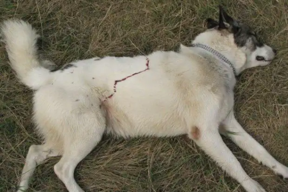 Dosar penal după o partidă de vânătoare unde în loc de mistreți au ucis un câine