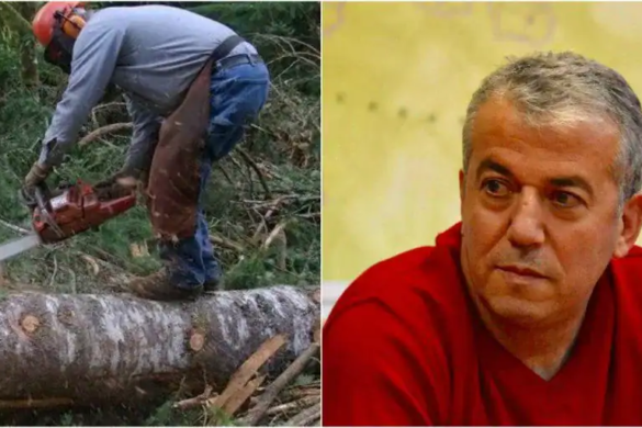 Liviu Dragnea despre lupta împotriva mafiei lemnului: „Soluţia nu e deloc complicată”