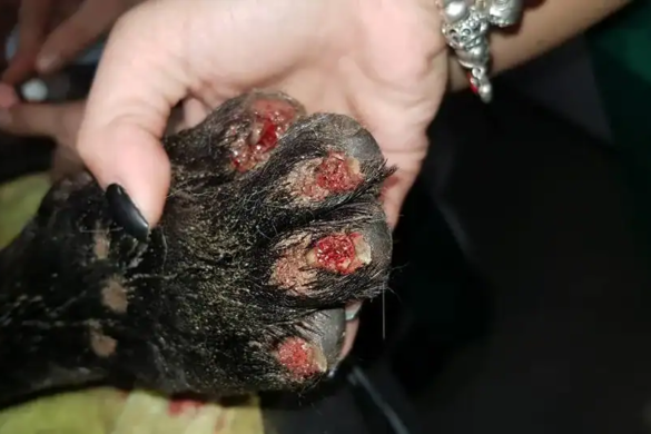 Bestia care a tarat un caine cu masina pe asfalt, identificata de IPJ Timis