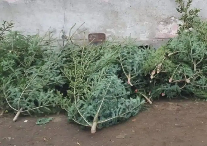 Programul de colectare a deseurilor vegetale abandonate pe domeniul public