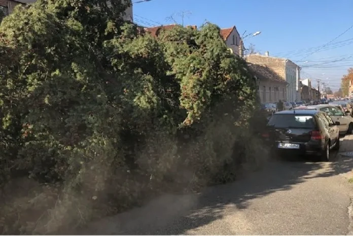 INCREDIBIL! Bradul de Craciun din Lugoj, tarat pe asfalt, printre masini parcate VIDEO