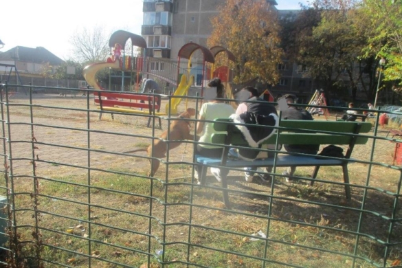 Plimba-ti cainele in lesa, iar daca este agresiv pune-i botniță! Risti AMENZI mari, la Timisoara