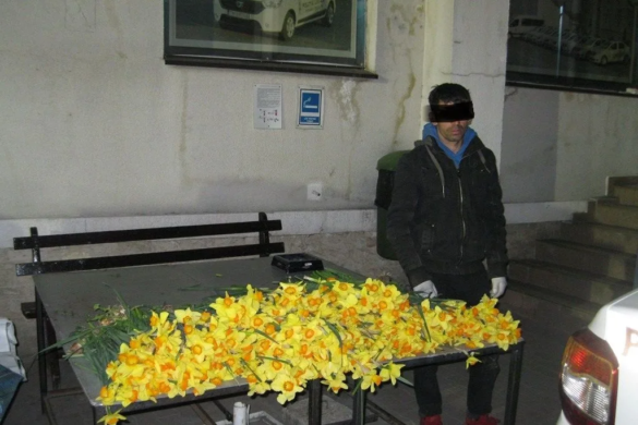 A venit din Bocsa sa vanda flori FURATE din parcurile Timisoarei! Peste 500 de narcise