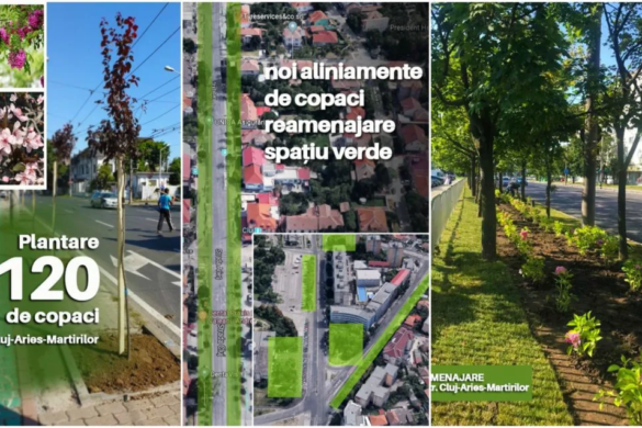 Copaci, gazon si flori, noul ”spatiu verde” pe strazile Cluj, Aries si Calea Martirilor