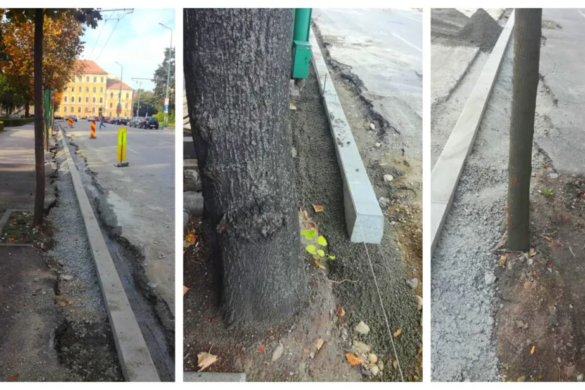 REVOLTATOR! Copaci cu radacinile in BETON, langa Primaria Timisoara FOTO
