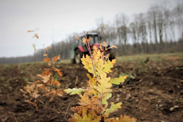 Regia Nationala a Padurilor se lauda ca a plantat doua miliarde de puieti forestieri din 1991 pana azi