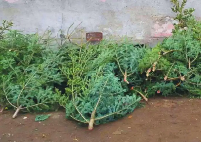 Brazii NU se mai ridica de RETIM, la Timisoara! Se predau la centrele de colectare