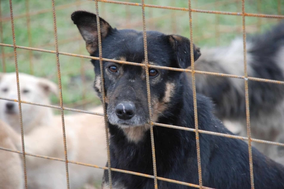 Târguri de adopţii canine, în cartierele din Timişoara! Animalele fără stăpân îşi caută adăpost