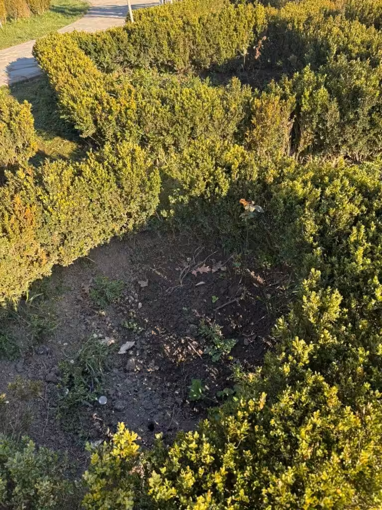 Dominic Fritz distruge Parcul Rozelor în numele „biodiversității”. Sub pretext ecologist, administrația USR lasă orașul în paragină