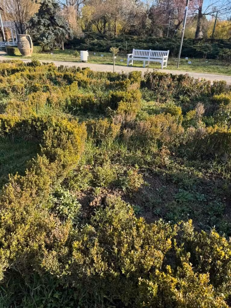 Dominic Fritz distruge Parcul Rozelor în numele „biodiversității”. Sub pretext ecologist, administrația USR lasă orașul în paragină