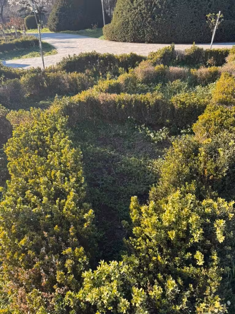 Dominic Fritz distruge Parcul Rozelor în numele „biodiversității”. Sub pretext ecologist, administrația USR lasă orașul în paragină