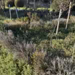 Dominic Fritz distruge Parcul Rozelor 5