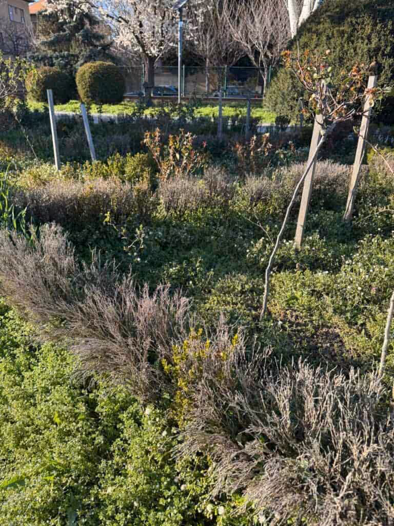 Dominic Fritz distruge Parcul Rozelor în numele „biodiversității”. Sub pretext ecologist, administrația USR lasă orașul în paragină