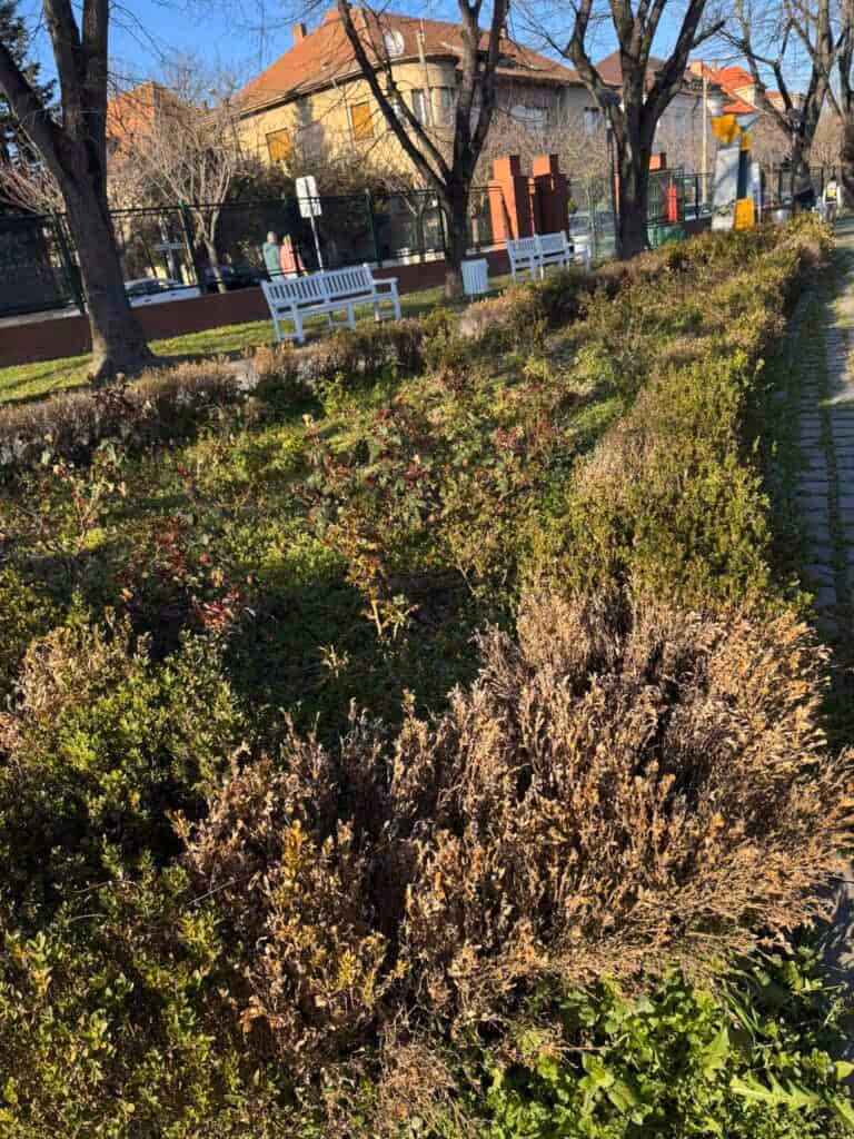 Dominic Fritz distruge Parcul Rozelor în numele „biodiversității”. Sub pretext ecologist, administrația USR lasă orașul în paragină