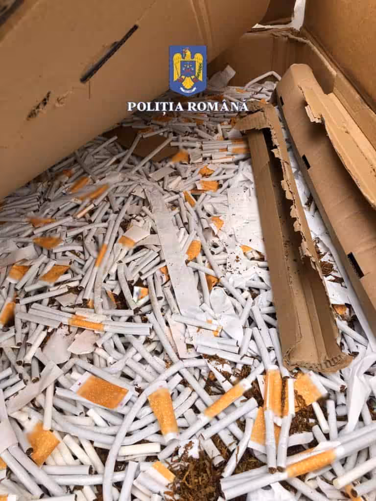 Rețea de contrabandiști, descoperită în flagrant lângă Timișoara: țigări de peste 4,7 milioane de lei abandonate pe câmp