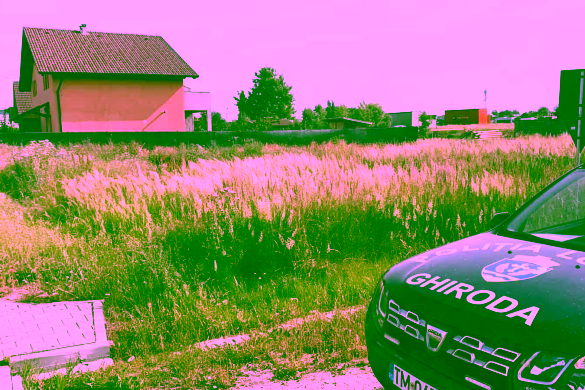 Poliția Locală Ghiroda verifică terenurile neîngrijite din Ghiroda și Giarmata Vii. Proprietarii vor primi somații