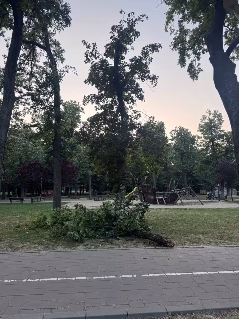 Fritz face poze, copacii cad: noroc că n-a murit nimeni. Încă.